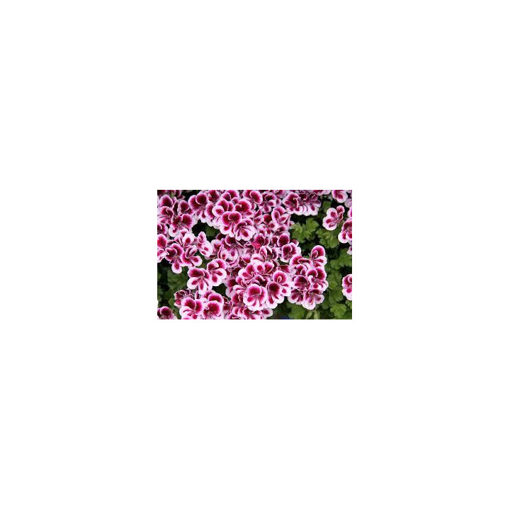 Pélargonium Mosquitaway