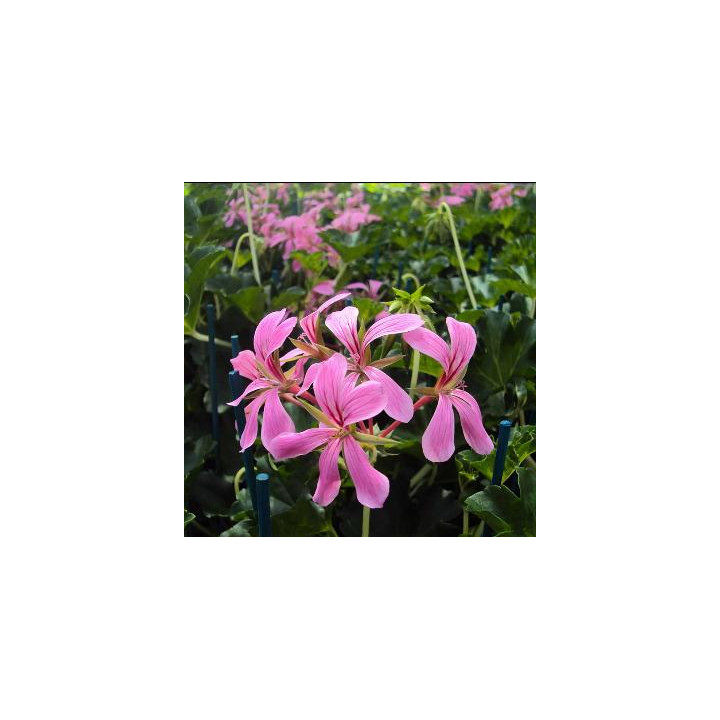 Géranium lierre simple aux bois blancs - Lilas