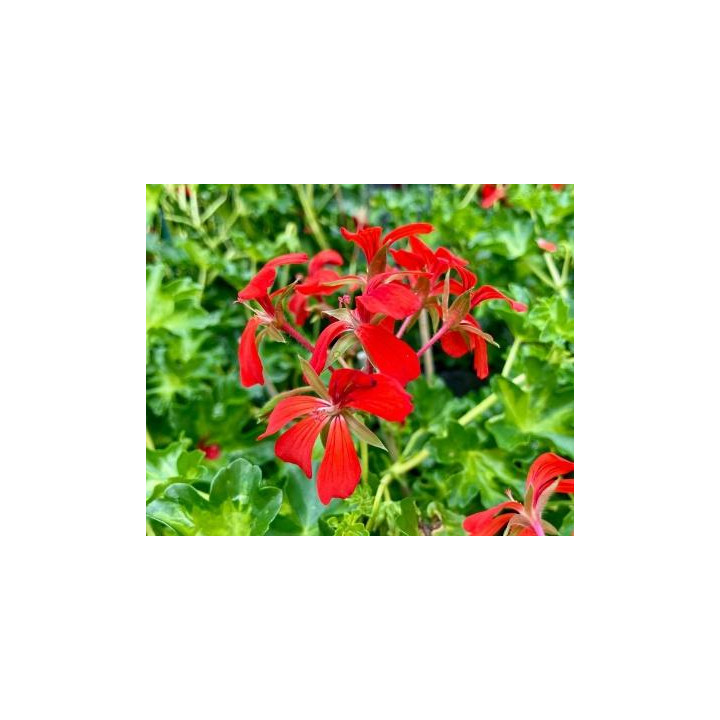 Géranium lierre simple aux bois blancs - Rouge