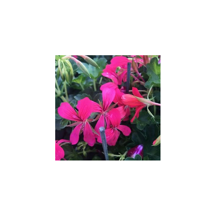 Géranium lierre simple aux bois blancs - Fuchsia