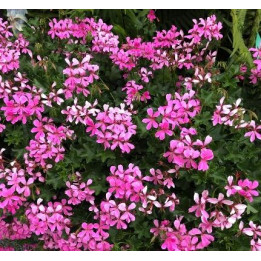 Géranium lierre simple (roi du balcon) - Lilas