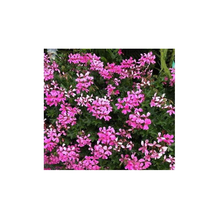 Géranium lierre simple (roi du balcon) - Lilas
