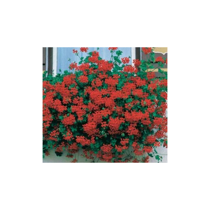 Géranium lierre simple (roi du balcon) - Rouge