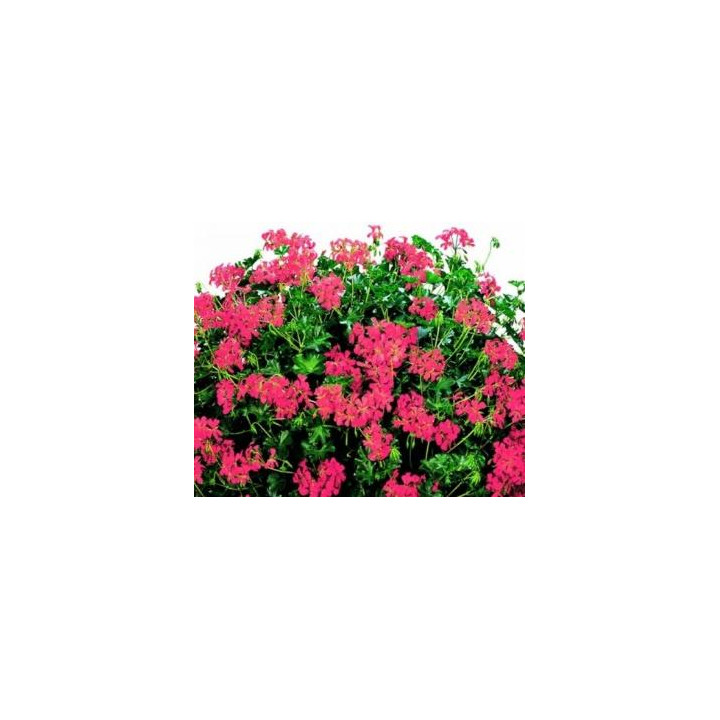 Géranium lierre simple (roi du balcon) - Vieux rouge