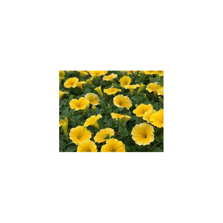 Surfinia - Jaune