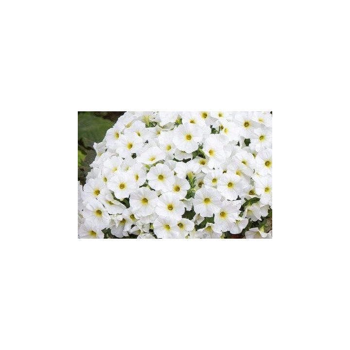Surfinia - Blanc