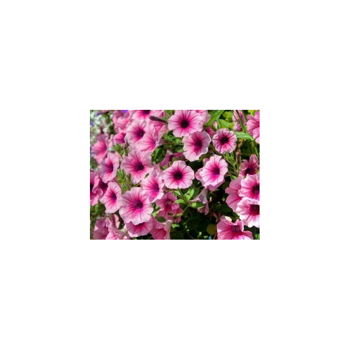 Surfinia - Blanc veiné rose