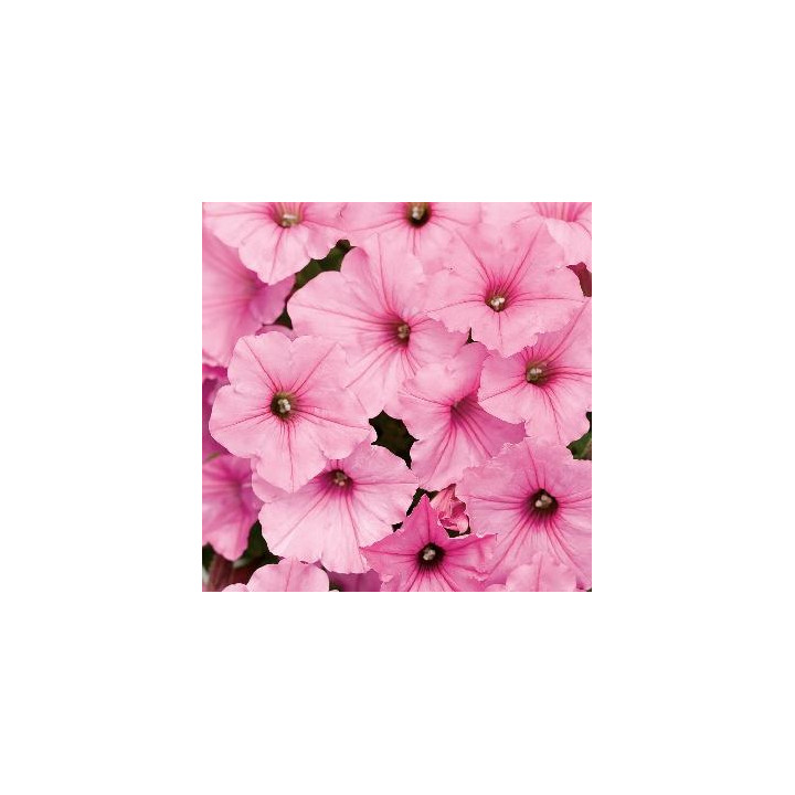 Surfinia - Bubblegum