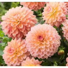 Dahlia haut - Orange