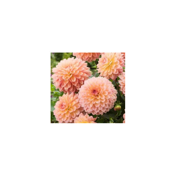 Dahlia haut - Orange