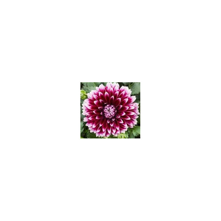 Dahlia haut - Rouge bout blanc