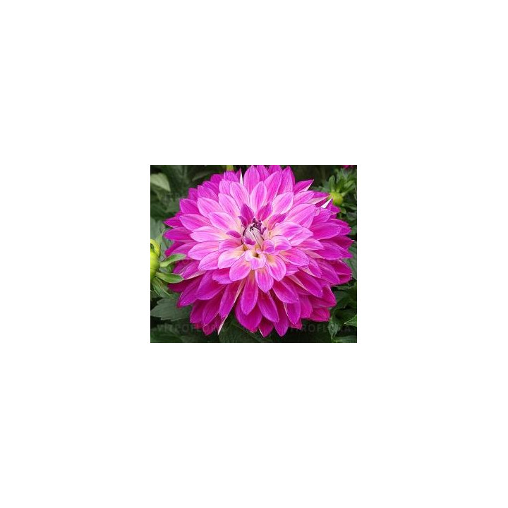 Dahlia haut - Rose vif