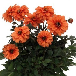 Dahlia Gardenetta - Orange