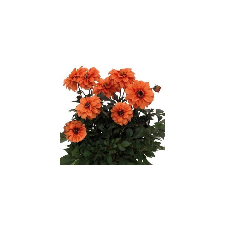Dahlia Gardenetta - Orange