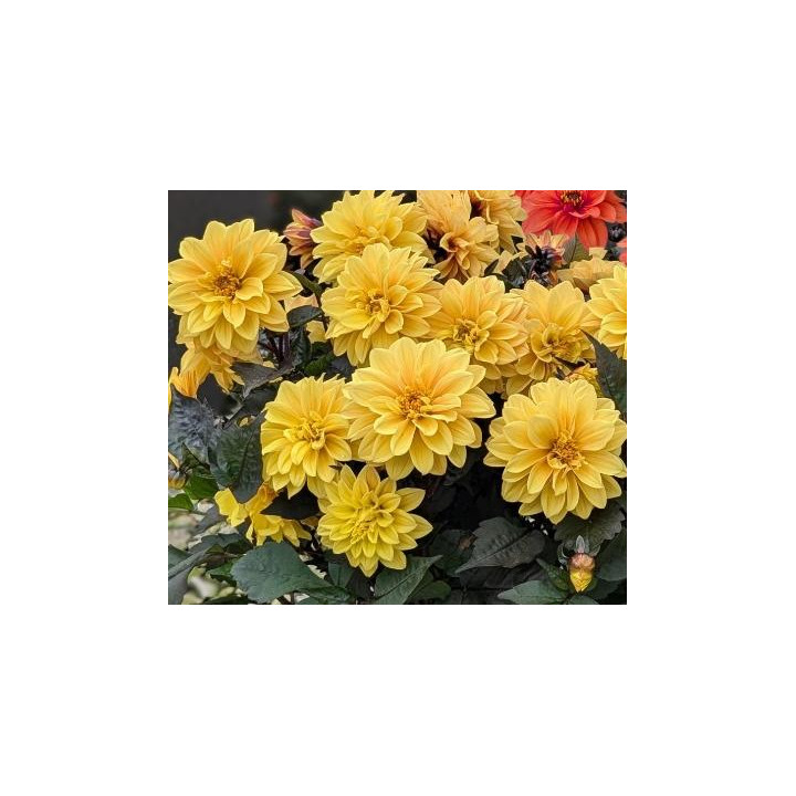 Dahlia Gardenetta - Jaune