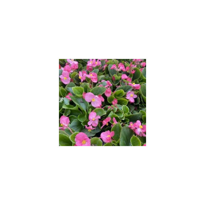 Bégonia massif - Roses feuilles vertes