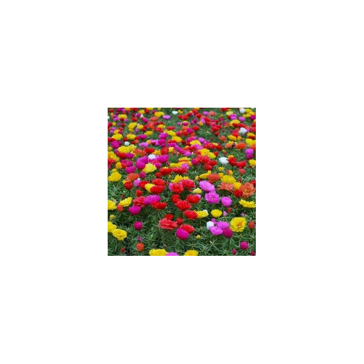 Pourpier - Couleurs aléatoires