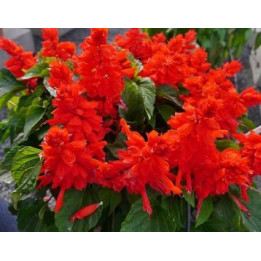 Sauge Splendens - Rouge