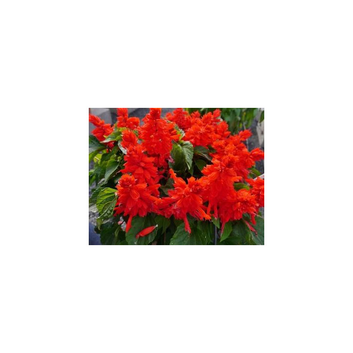Sauge Splendens - Rouge
