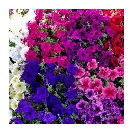 Pétunia unis - Couleurs aléatoires