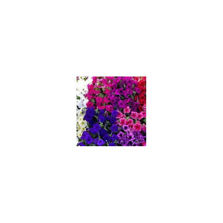 Pétunia unis - Couleurs aléatoires