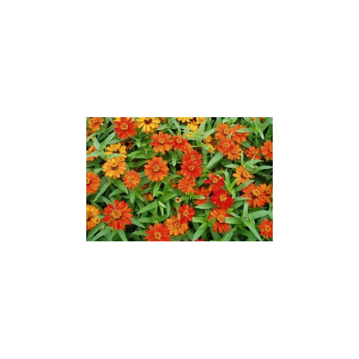 Zinnia - Orange