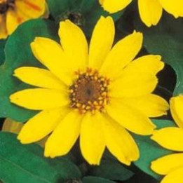 Zinnia - Jaune