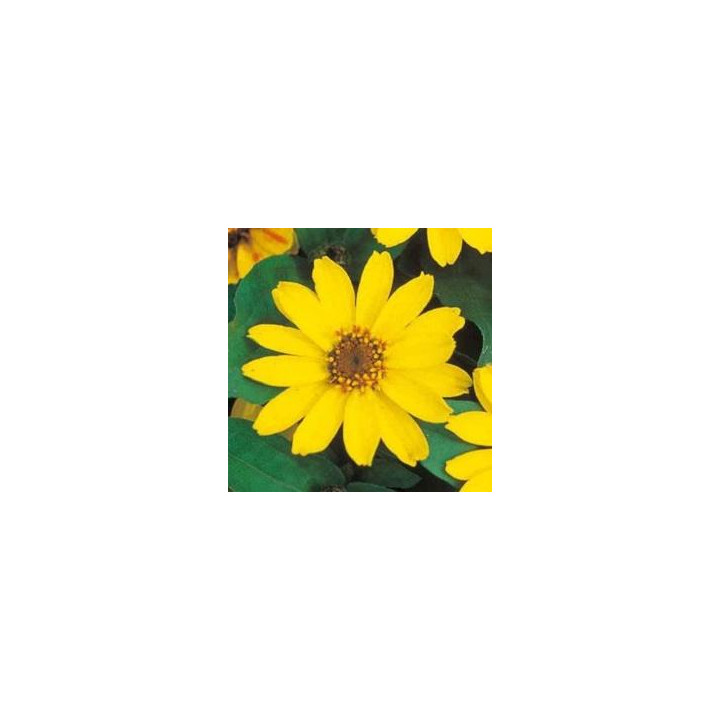 Zinnia - Jaune