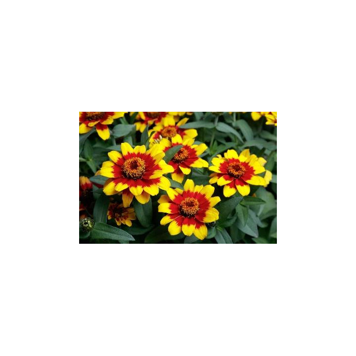 Zinnia - Jaune et rouge