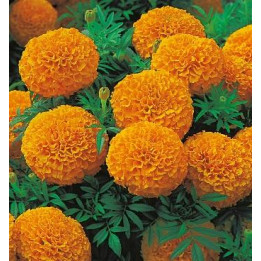 Rose d'Inde - Orange