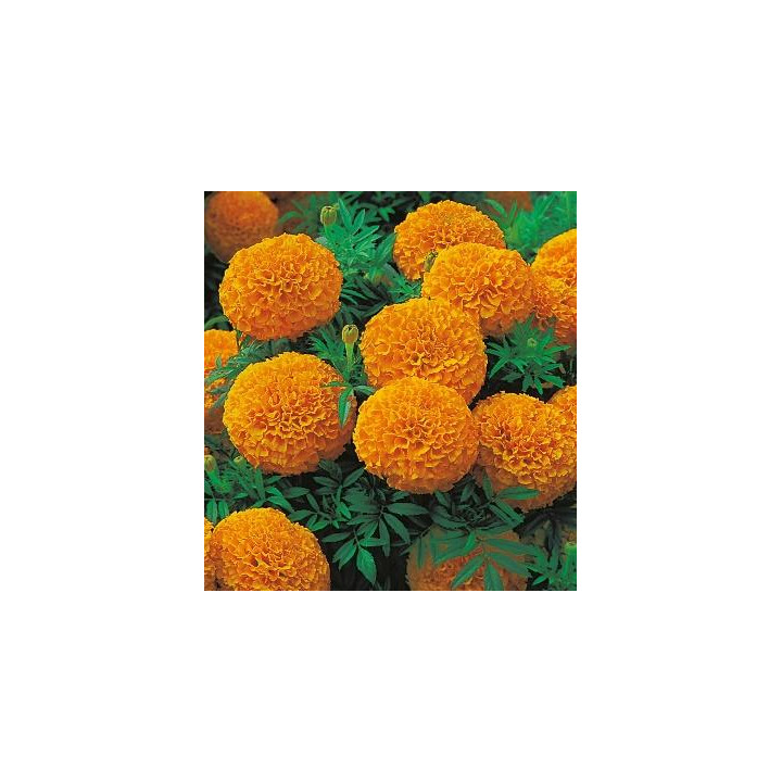Rose d'Inde - Orange