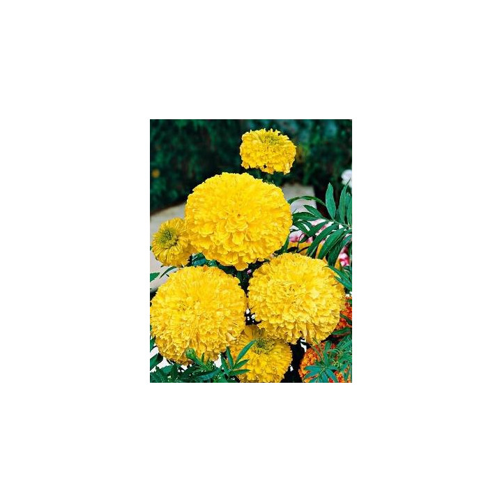 Rose d'Inde - Jaune