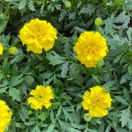 Oeillet d'Inde - Jaune