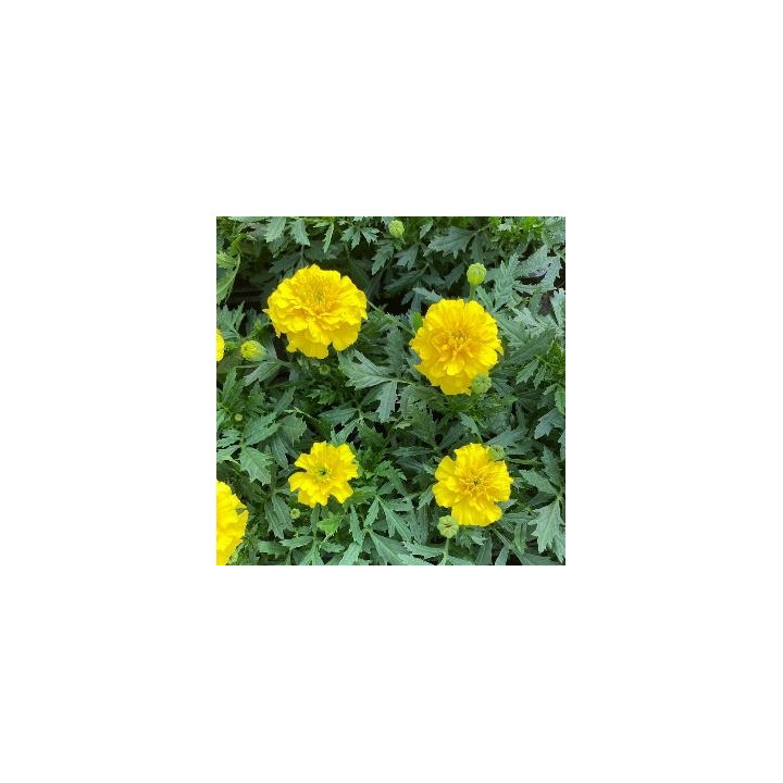 Oeillet d'Inde - Jaune