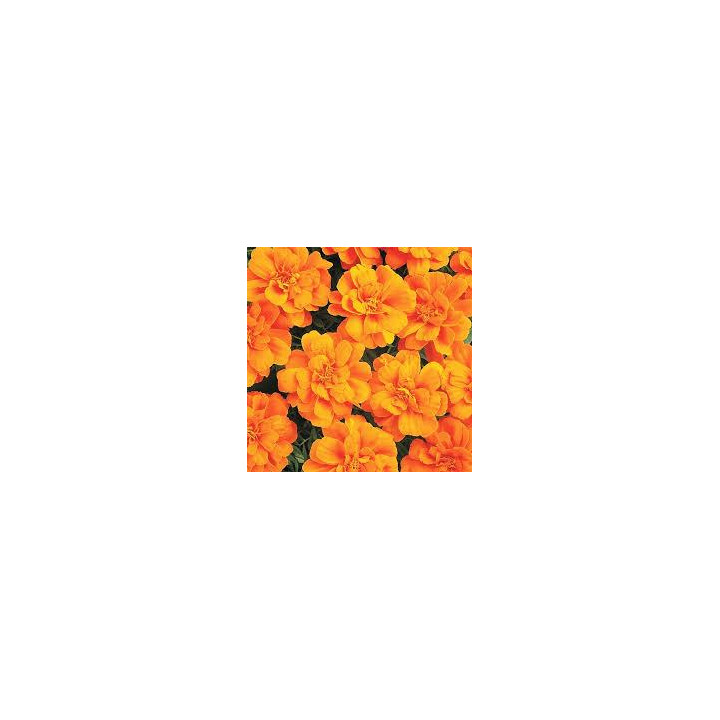 Oeillet d'Inde - Orange