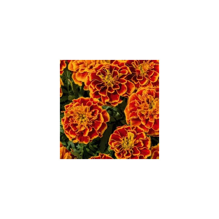 Oeillet d'Inde - Rouge et jaune