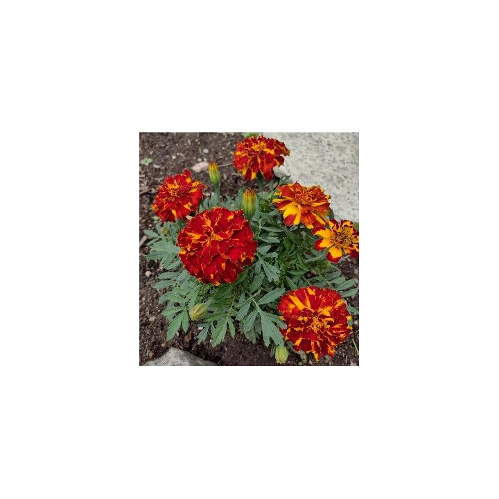 Oeillet d'Inde - Rouge