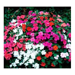 Impatiens - Couleurs aléatoires