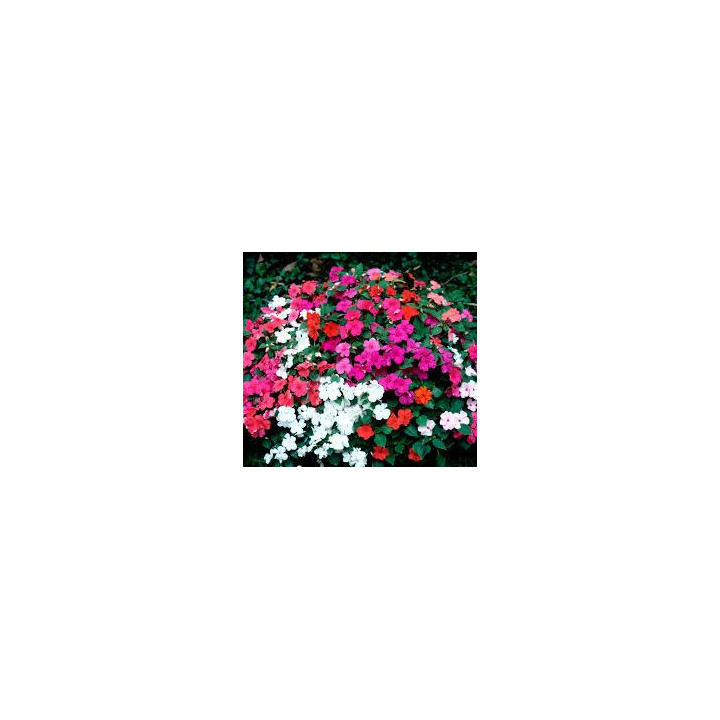 Impatiens - Couleurs aléatoires