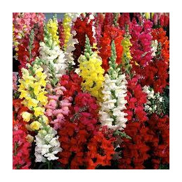 Mufliers - Couleurs aléatoires