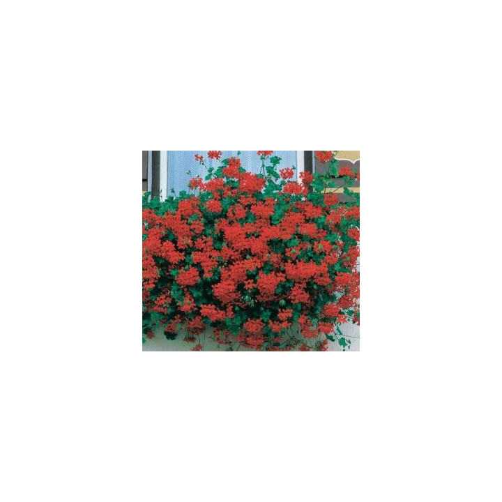 Géranium lierre simple godet - Rouge
