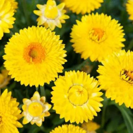 Bracteantha - Jaune