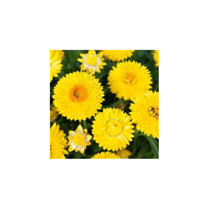 Bracteantha - Jaune