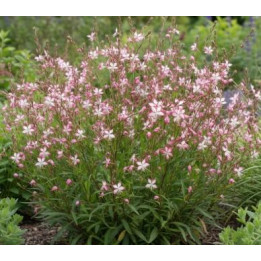 Gaura Rosy - Rose