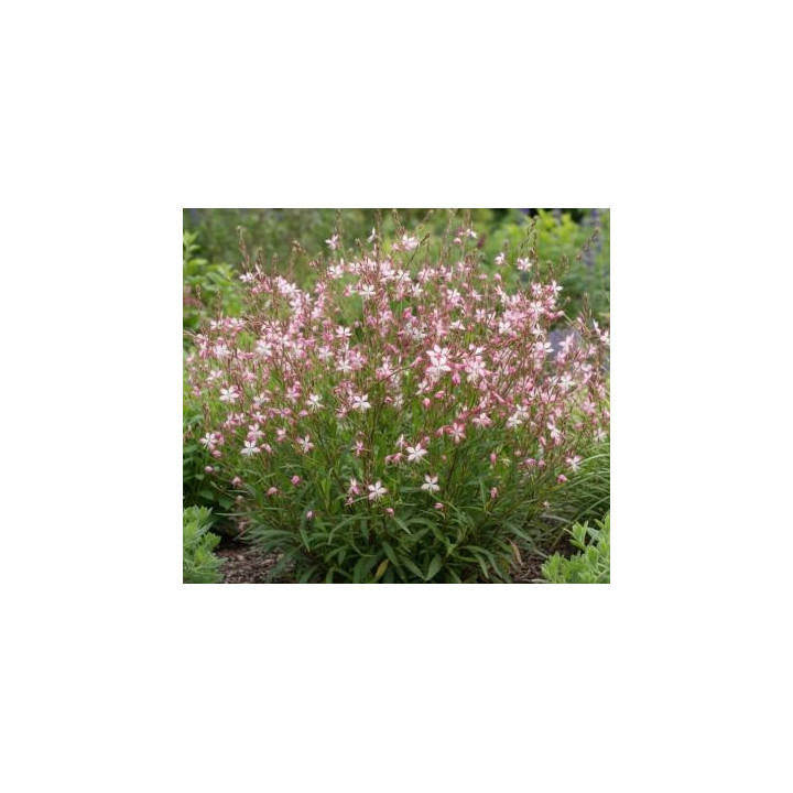 Gaura Rosy - Rose