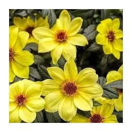 Dahlia Mystic - Jaune