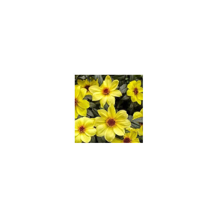 Dahlia Mystic - Jaune
