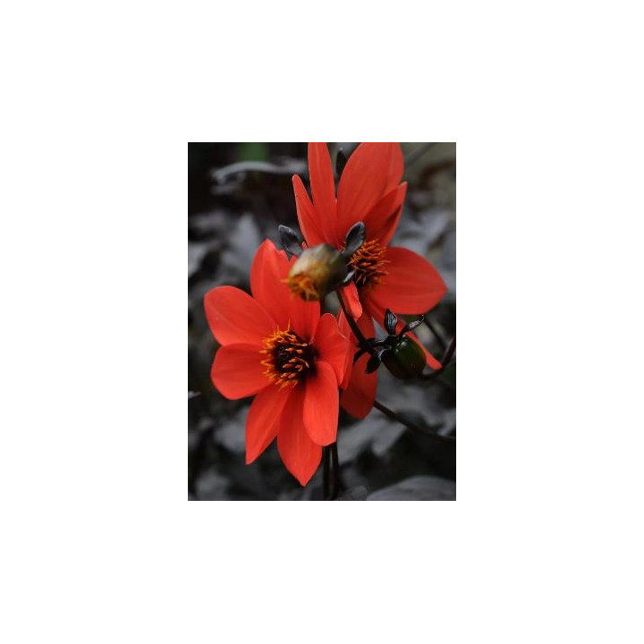 Dahlia Mystic - Rouge vif