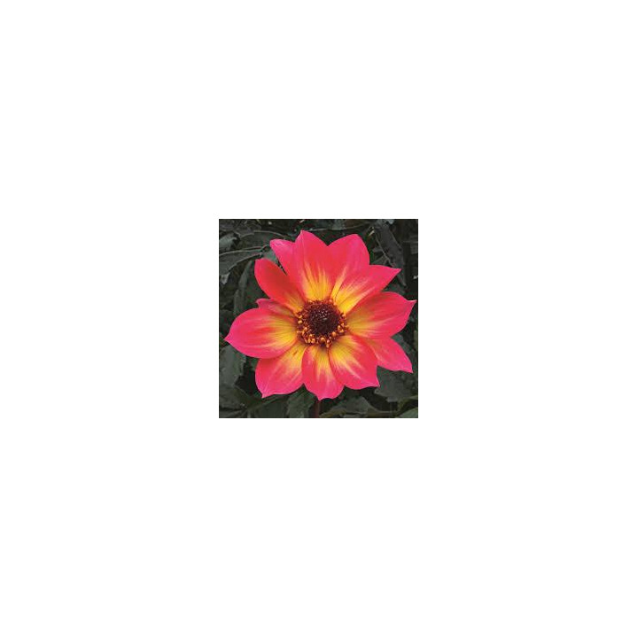 Dahlia Mystic - Rose vif dégradé jaune