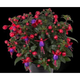 Fuchsia Droit - Rouge et violet